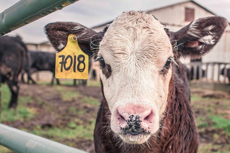 zidetyfikuj kupujacych 1